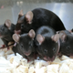 Healthy offspring, and even a subsequent generation of mice, were derived from the space sperm.